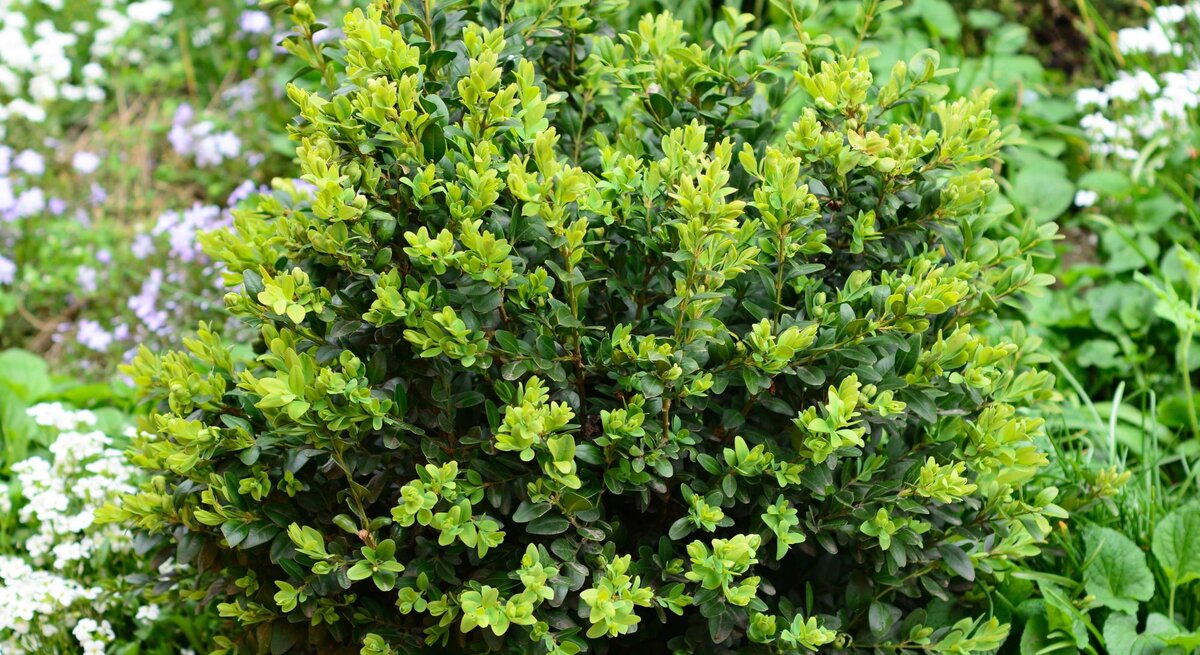 Dicht gewachsener Buchsbaum mit frischem grünen Laub, umgeben von weißen und violetten Blüten im grünen Garten.