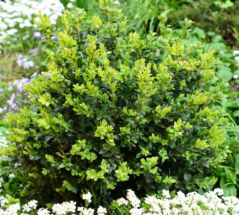 Dicht gewachsener Buchsbaum mit frischem grünen Laub, umgeben von weißen und violetten Blüten im grünen Garten. | © Shutterstock/Radovan1