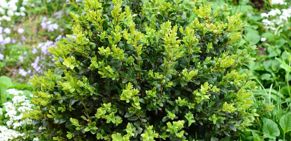 Dicht gewachsener Buchsbaum mit frischem grünen Laub, umgeben von weißen und violetten Blüten im grünen Garten. | © Shutterstock/Radovan1