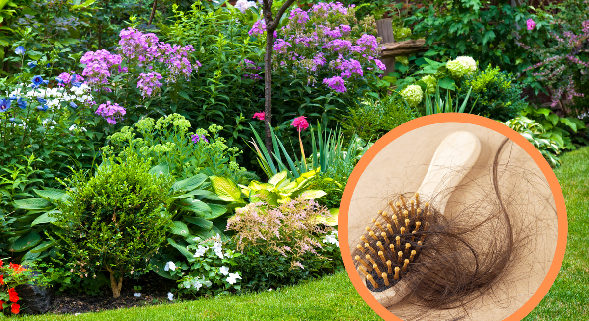 Üppiger Sommergarten mit blühenden Stauden, davor eine Nahaufnahme einer Bürste mit vielen ausgefallenen braunen Haaren.