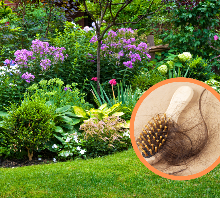Üppiger Sommergarten mit blühenden Stauden, davor eine Nahaufnahme einer Bürste mit vielen ausgefallenen braunen Haaren. | © Canva [M]