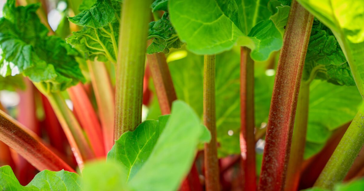 Rhabarber im Garten? Mit diesem Dnger wchst er ppig