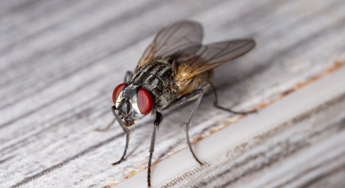 Nahaufnahme einer Fliege mit roten Augen und transparenten Flügeln auf einer Holzoberfläche.