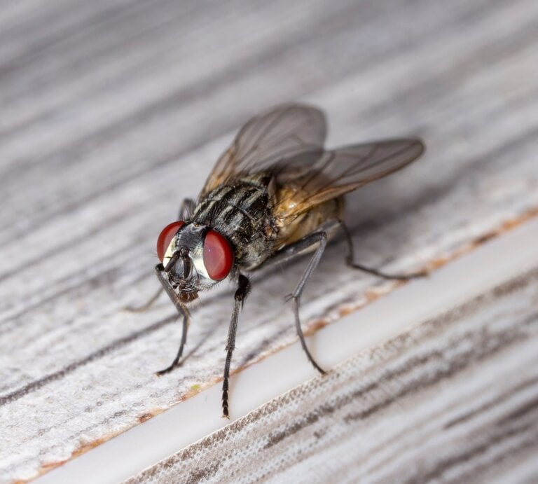 Nahaufnahme einer Fliege mit roten Augen und transparenten Flügeln auf einer Holzoberfläche. | © Adobe Stock/Tomasz