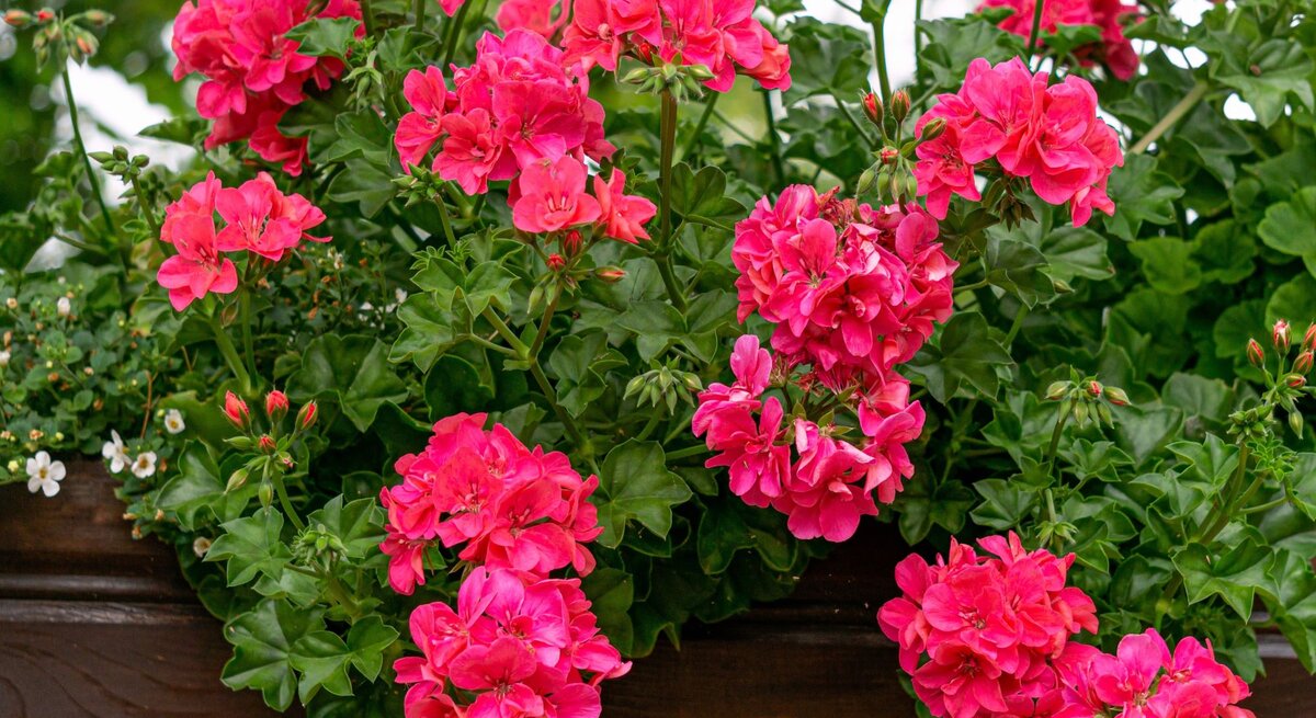 Üppige pinke Geranien blühen in einem hölzernen Blumenkasten, umgeben von grünen Blättern und kleinen weißen Blüten.