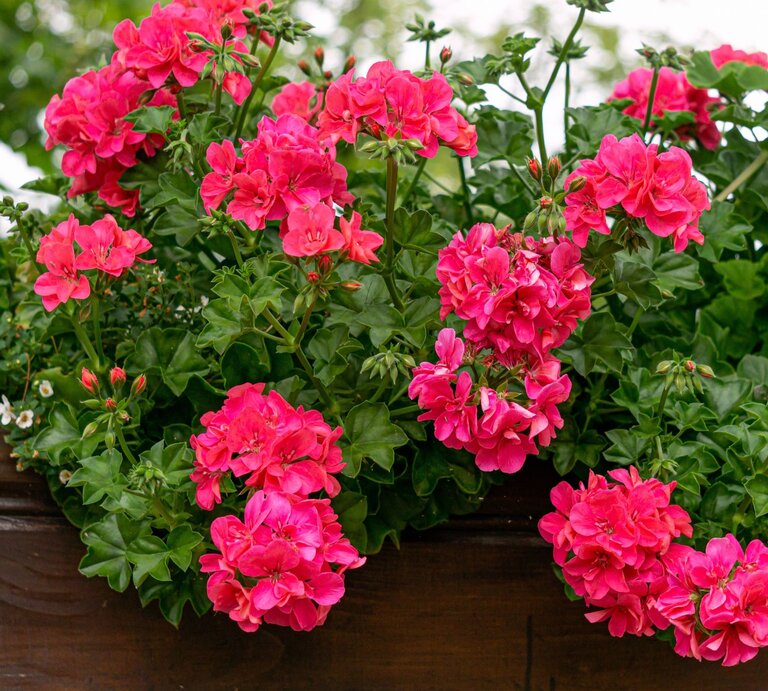 Üppige pinke Geranien blühen in einem hölzernen Blumenkasten, umgeben von grünen Blättern und kleinen weißen Blüten. | © Shutterstock/Obraz