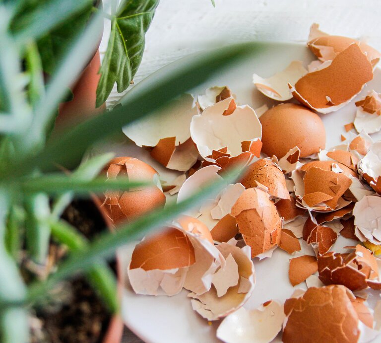 Eierschalen neben einem Blumentopf. | © Getty Images