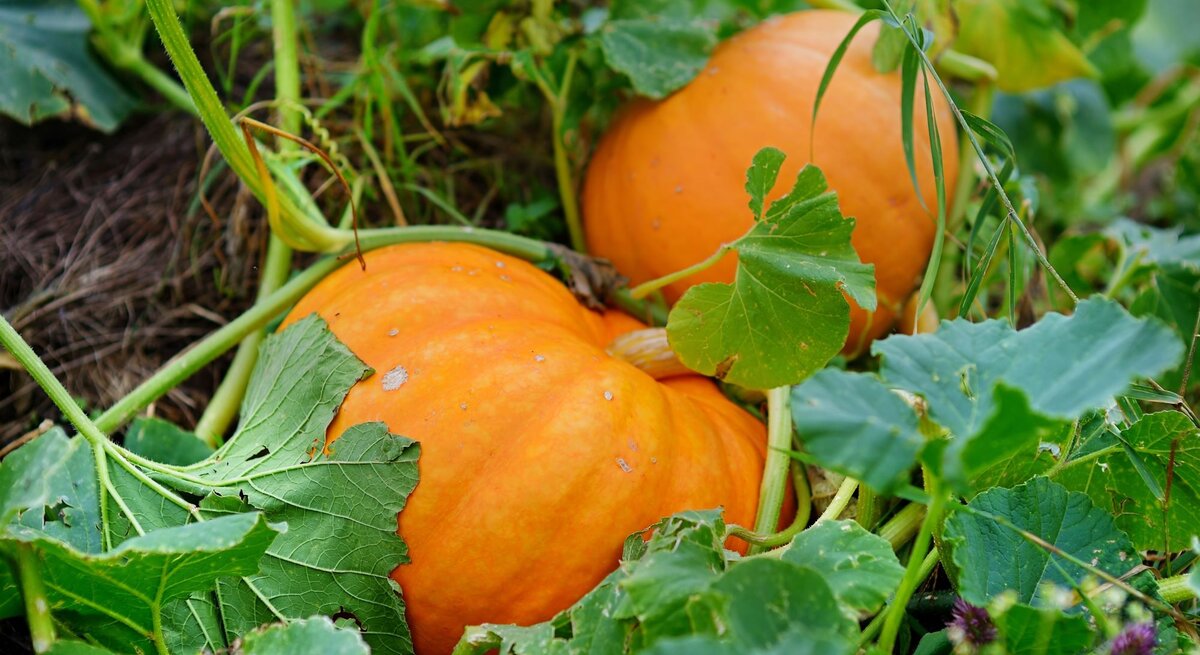 Zwei große, reife Kürbisse mit kräftigen Stielen liegen zwischen grünen Blättern und Ranken im Garten.