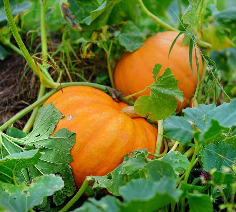 Zwei große, reife Kürbisse mit kräftigen Stielen liegen zwischen grünen Blättern und Ranken im Garten. | © Shutterstock/ MNStudio