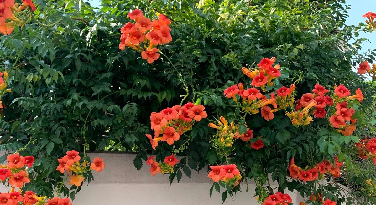 Üppige Kletterpflanze mit leuchtend orange-roten Trompetenblüten rankt über eine weiße Mauer vor grünem Laub und blauem Himmel.