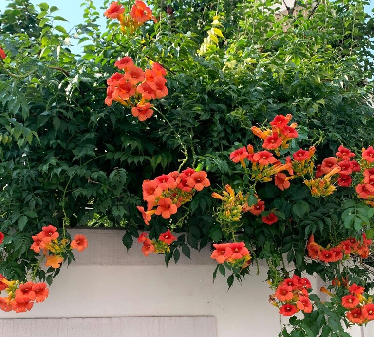 Üppige Kletterpflanze mit leuchtend orange-roten Trompetenblüten rankt über eine weiße Mauer vor grünem Laub und blauem Himmel. | © Shutterstock/Yoon Jung Min
