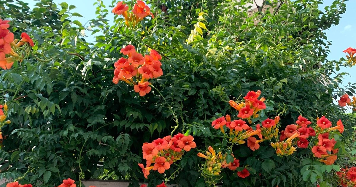oleander düngen mit hornspäne Oleander Dünger von Flora Boost – Hochwertigen Oleander Dünger kaufen main image 1