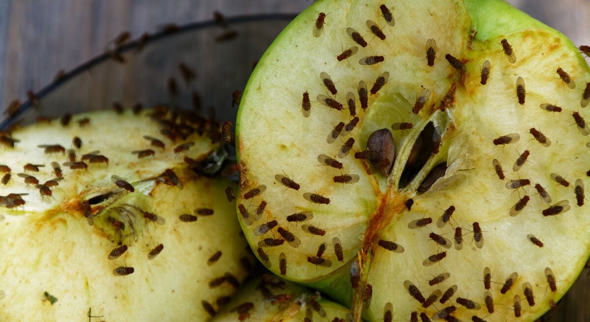 Aufgeschnittene Äpfel, die von zahlreichen kleinen Fruchtfliegen auf einem hölzernen Untergrund umschwärmt werden.