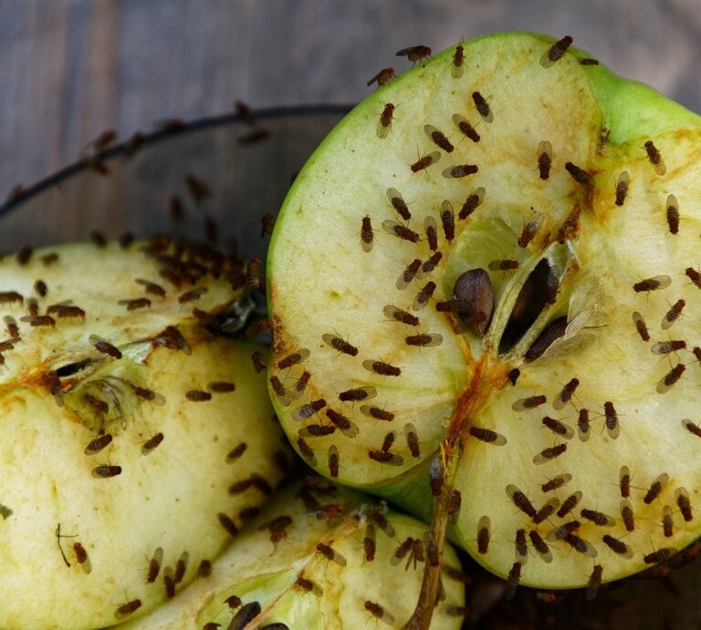 Aufgeschnittene Äpfel, die von zahlreichen kleinen Fruchtfliegen auf einem hölzernen Untergrund umschwärmt werden. | © AdobeStock/Anne