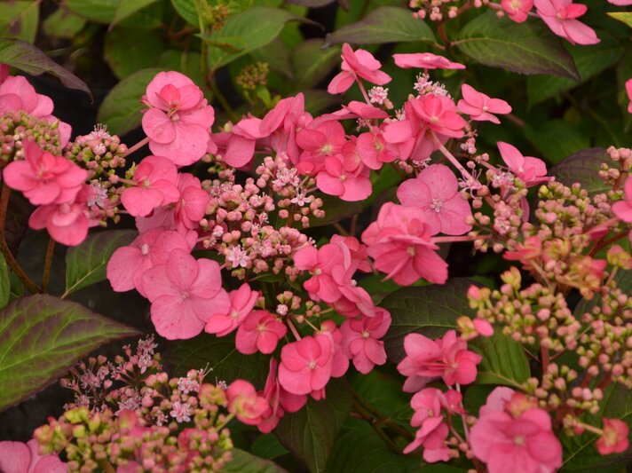 Leuchtend pinke Hortensienblüten und Knospen inmitten von grünem Laub. | © Shutterstock/Edita Medeina