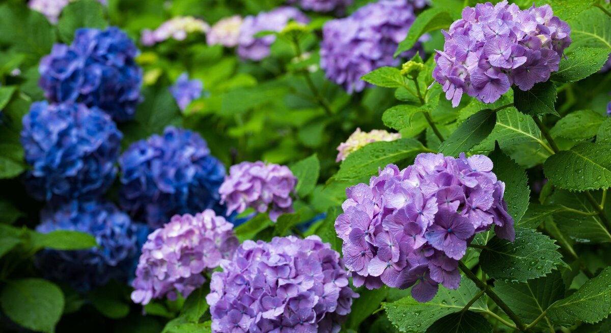 Dicht bewachsene Hortensien mit lila und blauen Blüten, die von grünen Blättern umgeben sind.