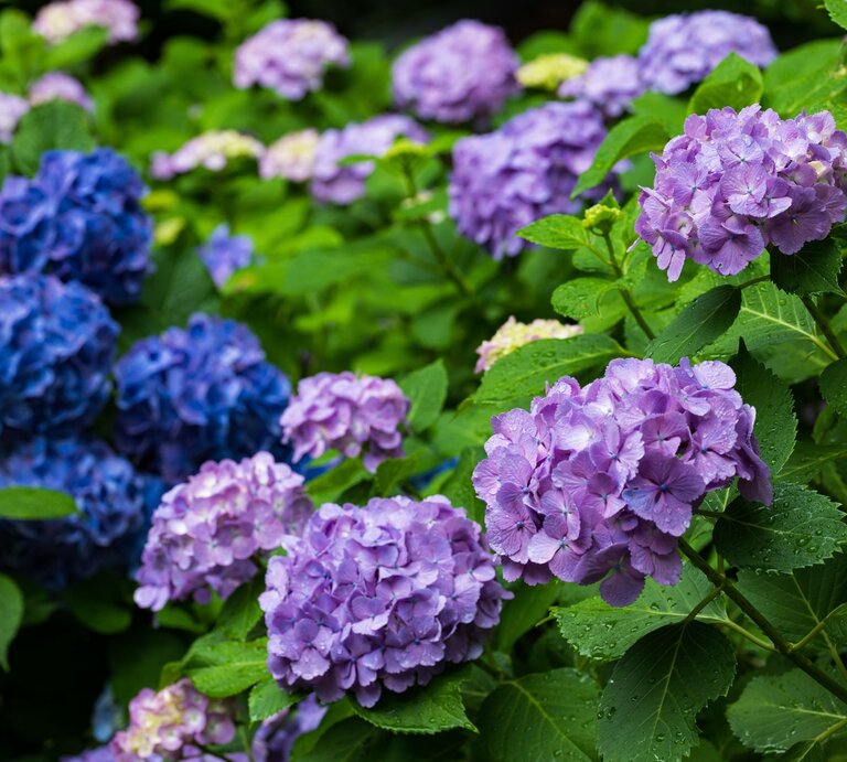 Dicht bewachsene Hortensien mit lila und blauen Blüten, die von grünen Blättern umgeben sind. | © Shutterstock/KO-TORI