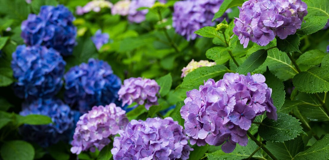 Dicht bewachsene Hortensien mit lila und blauen Blüten, die von grünen Blättern umgeben sind. | © Shutterstock/KO-TORI