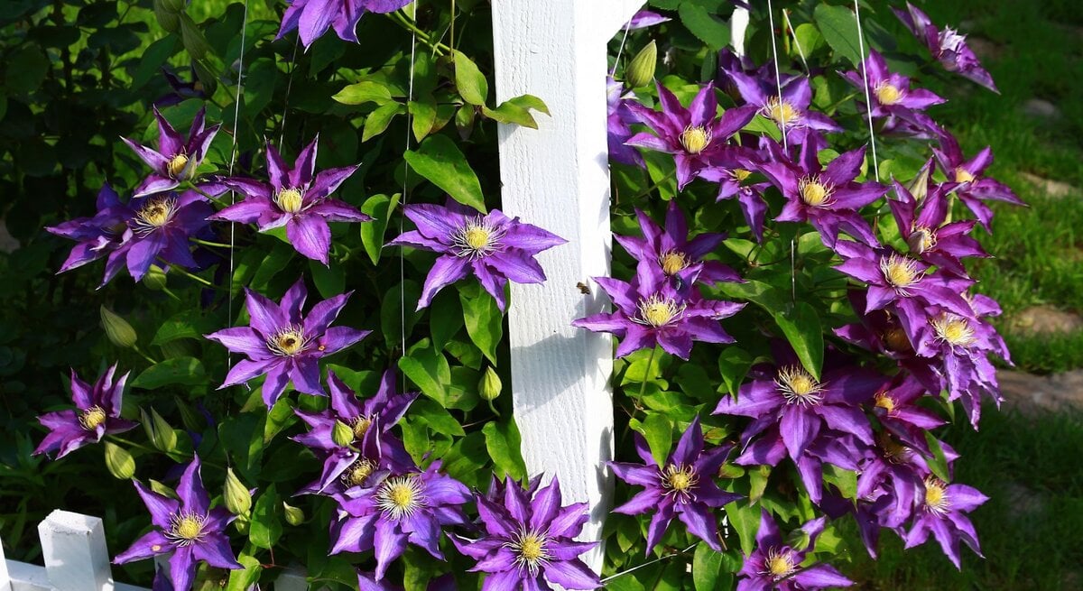 Üppige lila Clematisblüten ranken sich leuchtend an einem weißen Holzzaun entlang, im Hintergrund sattes Grün.