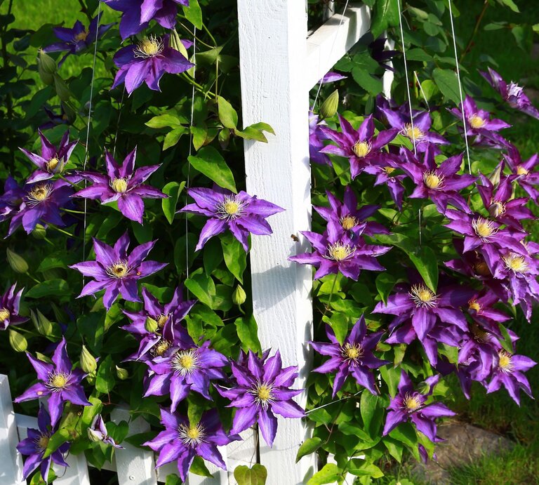Üppige lila Clematisblüten ranken sich leuchtend an einem weißen Holzzaun entlang, im Hintergrund sattes Grün. | © Shutterstock/Tintila Corina