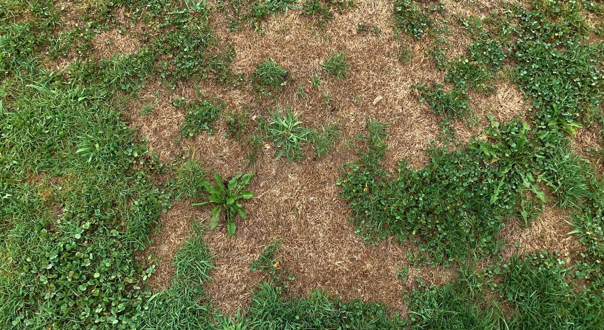 Uneben gewachsene Grasfläche mit braunen, trockenen Stellen und grünen Grasbüscheln in einer Sommerwiese.