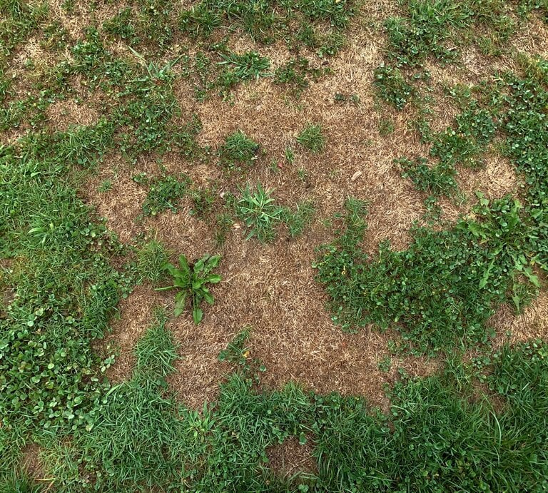 Uneben gewachsene Grasfläche mit braunen, trockenen Stellen und grünen Grasbüscheln in einer Sommerwiese. | © GettyImages/bgwalker
