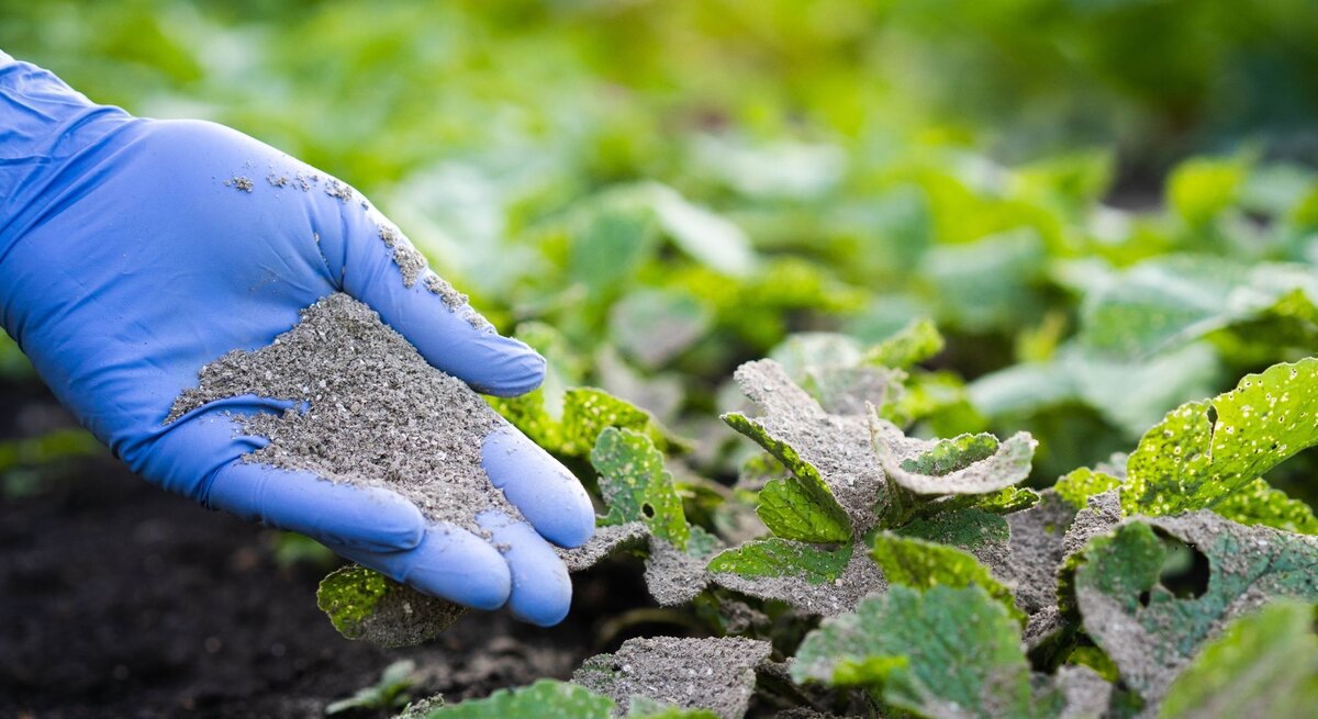 Eine Hand in blauen Handschuhen streut Asche über grüne Pflanzenblätter in einem Garten bei Tageslicht.