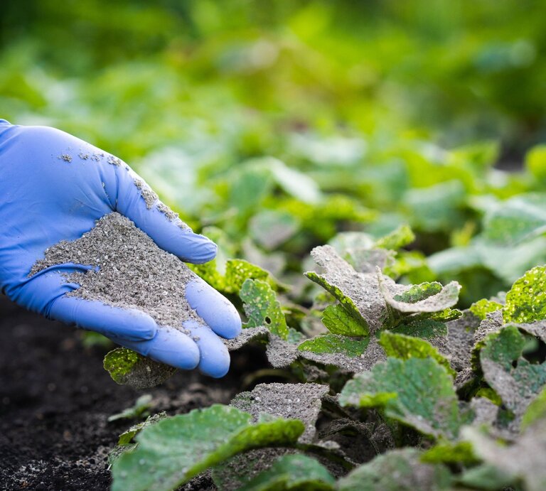 Eine Hand in blauen Handschuhen streut Asche über grüne Pflanzenblätter in einem Garten bei Tageslicht. | © Shutterstock/Uryupina Nadezhda