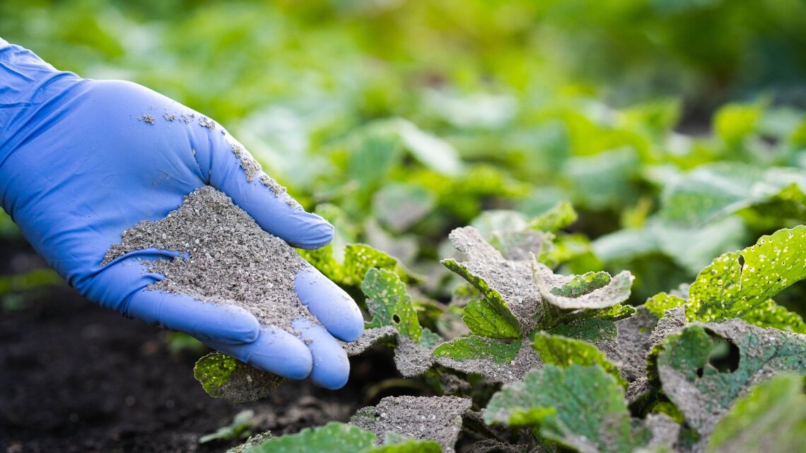 Dngen mit Asche: Nur so profitieren Hortensien und Tomaten davon