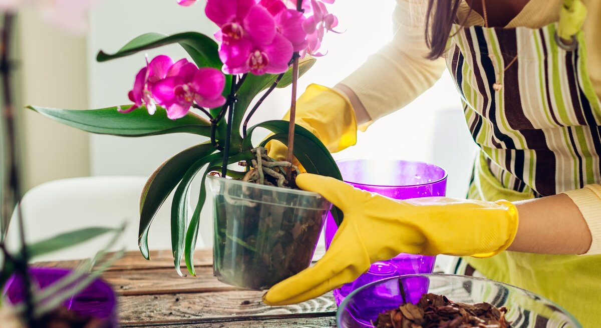Eine Frau pflegt ihre Orchideen und topft sie mit Handschuhen um.