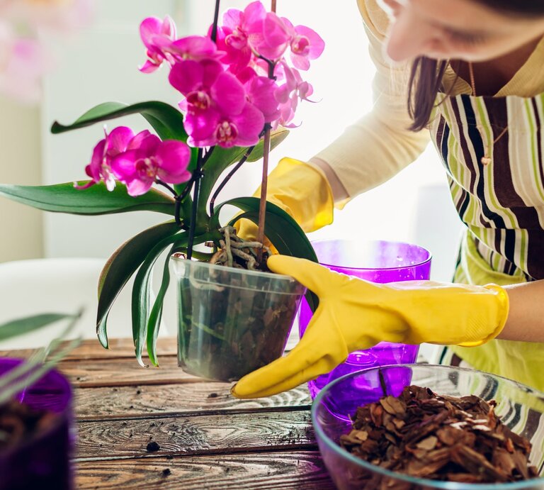 Eine Frau pflegt ihre Orchideen und topft sie mit Handschuhen um. | © gettyimages/Maryviolet