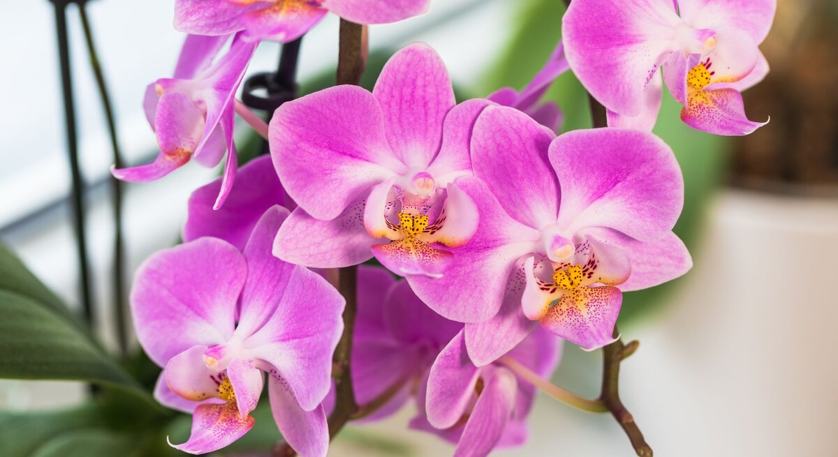 Nahaufnahme einer pinken Orchideenblüte mit gelbem Zentrum, umgeben von weiteren Blüten vor unscharfem grün-weißem Hintergrund.