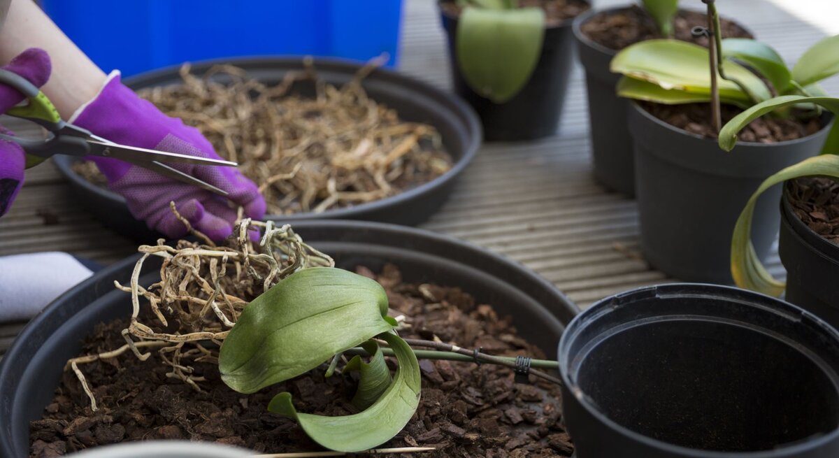 Eine Person mit violetten Handschuhen schneidet eine Orchidee in einem Topf auf einem Holztisch, umgeben von weiteren Pflanzen und einem blauen Behälter.