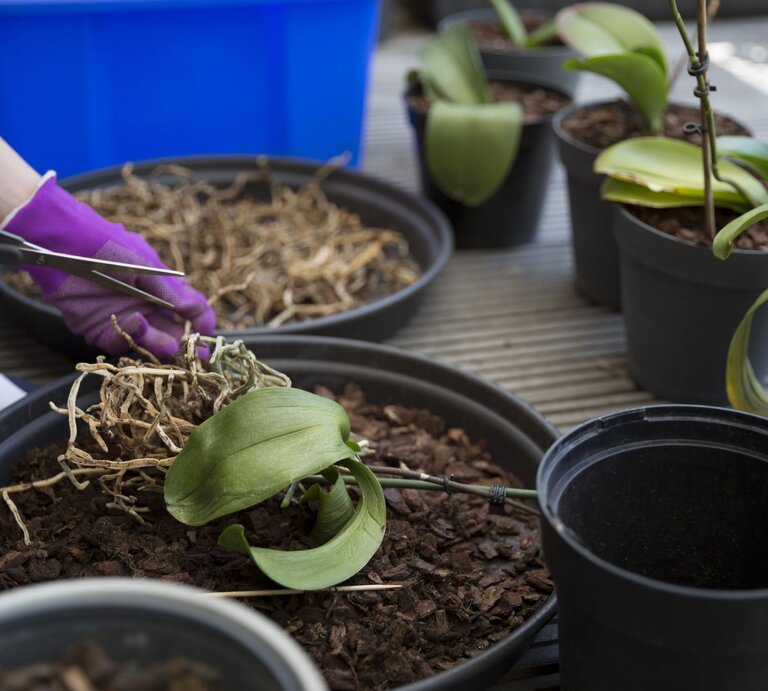 Eine Person mit violetten Handschuhen schneidet eine Orchidee in einem Topf auf einem Holztisch, umgeben von weiteren Pflanzen und einem blauen Behälter. | © GettyImages/Elva Etienne