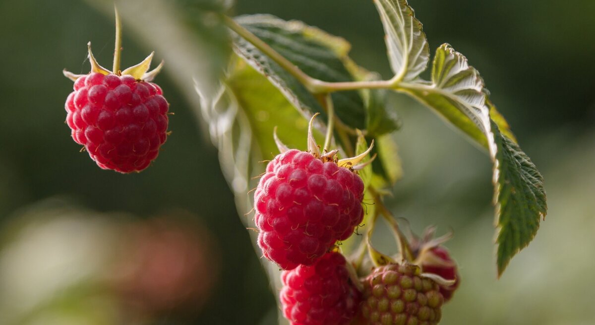 Reife, leuchtend rote Himbeeren hängen an einem Zweig mit grünen Blättern, scharf im Fokus vor verschwommenem, natürlichem Hintergrund.