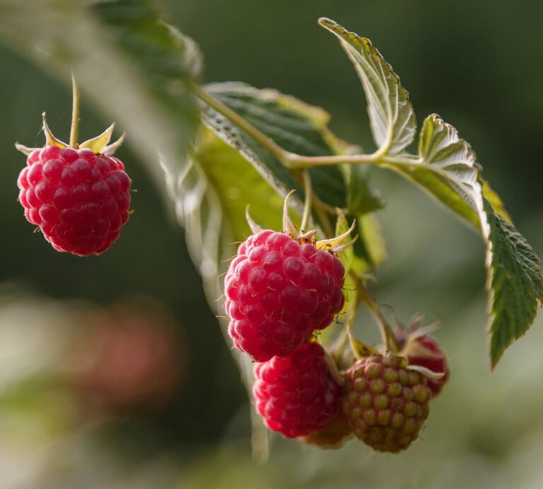 Reife, leuchtend rote Himbeeren hängen an einem Zweig mit grünen Blättern, scharf im Fokus vor verschwommenem, natürlichem Hintergrund. | © Adobe Stock/ tea102