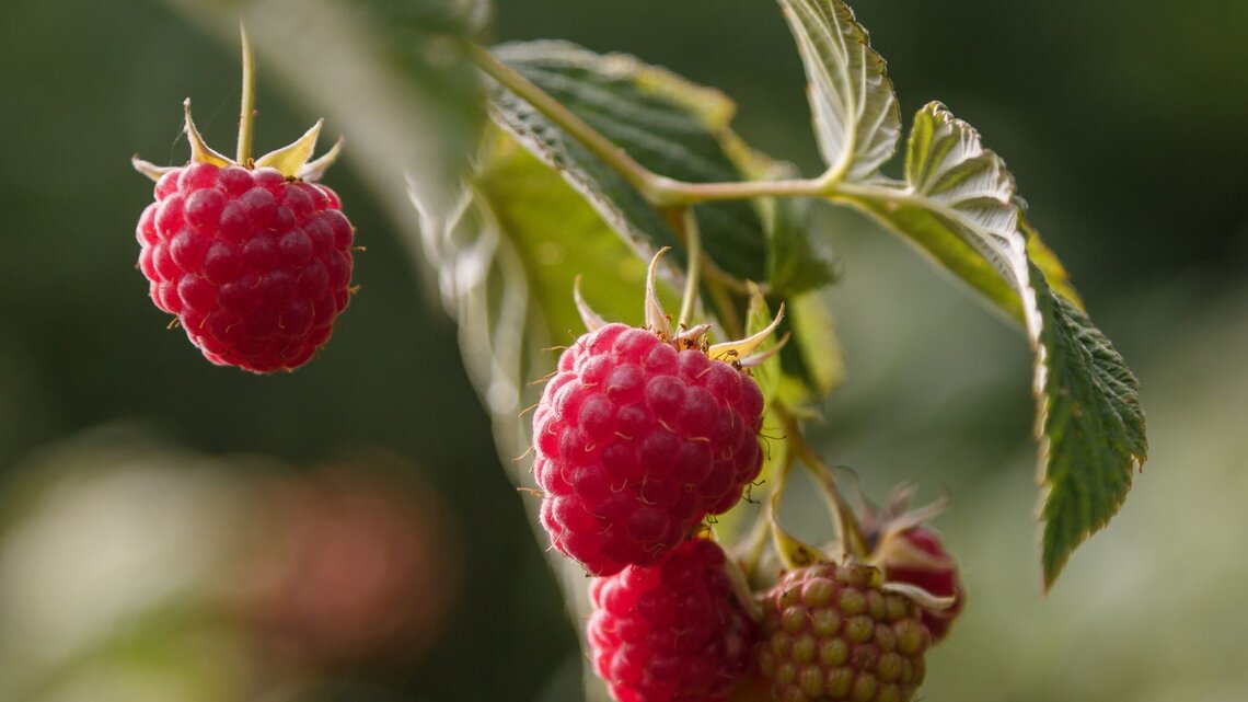Himbeeren dngen: Hausmittel im Giewasser frdert eine reiche Ernte