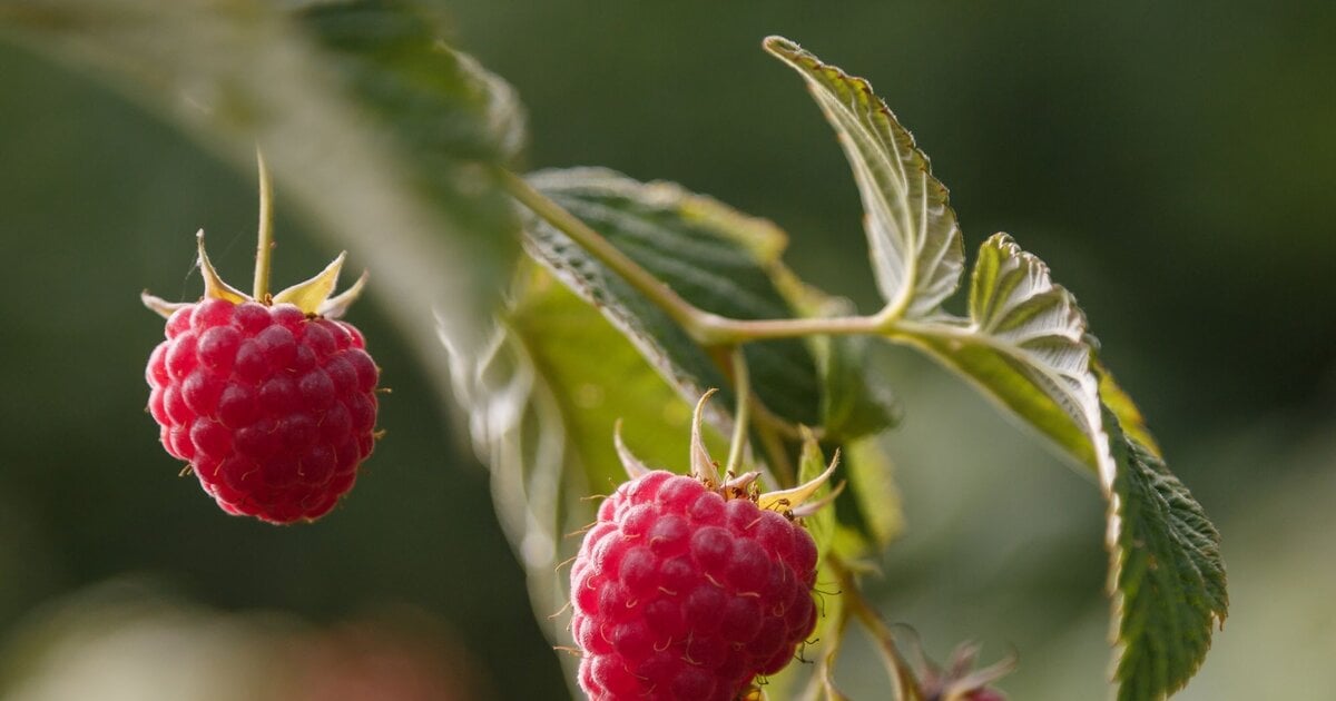 Himbeeren dngen: Hausmittel im Giewasser frdert eine reiche Ernte