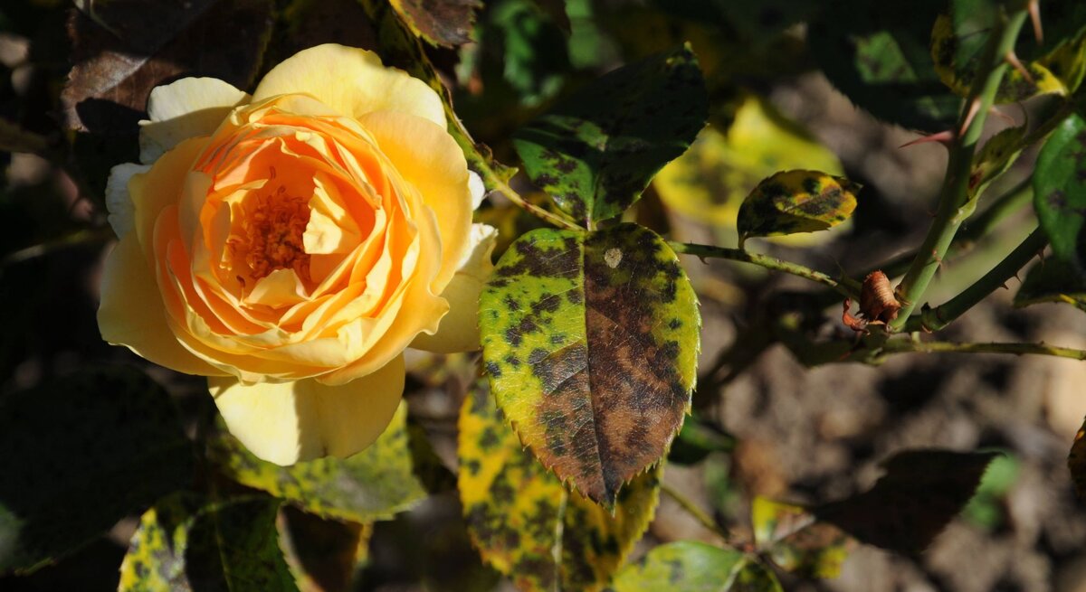 Eine gelb-orangefarbene Rose blüht in der Sonne, umgeben von dunkelgrünen und gelblich verfärbten Blättern.