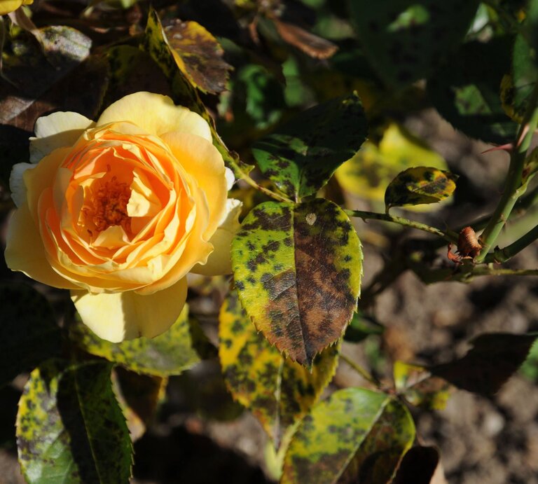 Eine gelb-orangefarbene Rose blüht in der Sonne, umgeben von dunkelgrünen und gelblich verfärbten Blättern. | © IMAGO/Zoonar
