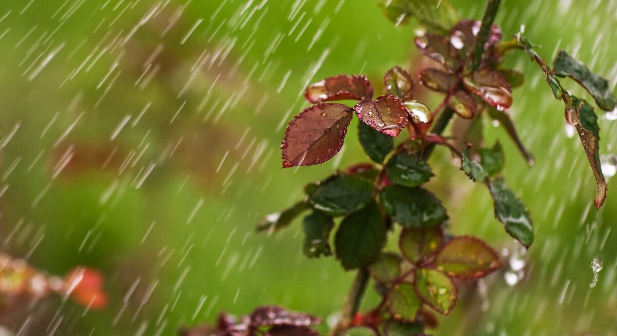 Ein Rosenstrauch mit nassen Blättern steht im strömenden Regen vor einem unscharfen grünen Hintergrund.