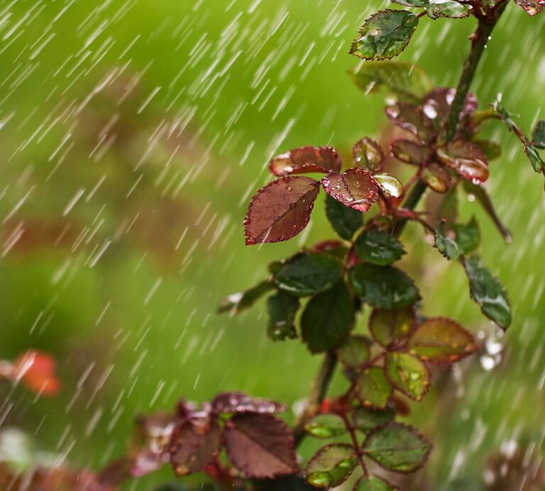 Ein Rosenstrauch mit nassen Blättern steht im strömenden Regen vor einem unscharfen grünen Hintergrund. | © Shutterstock/pavel89l