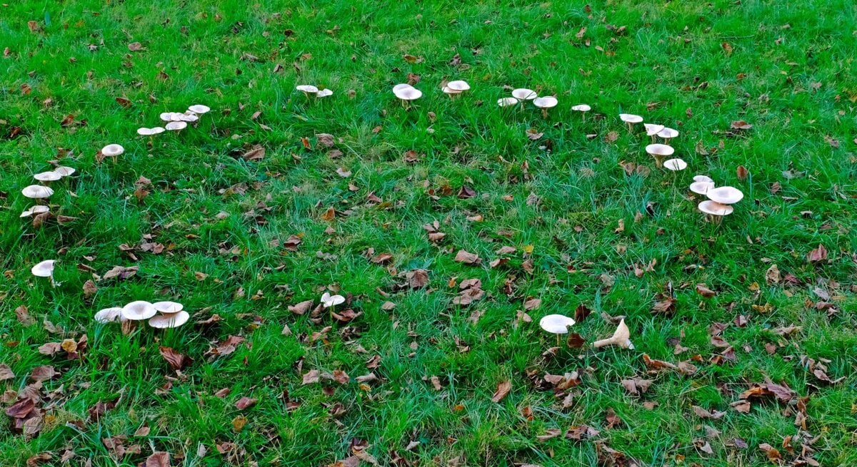 Auf einer grünen Wiese bilden weiße Pilze einen Hexenring im Garten.