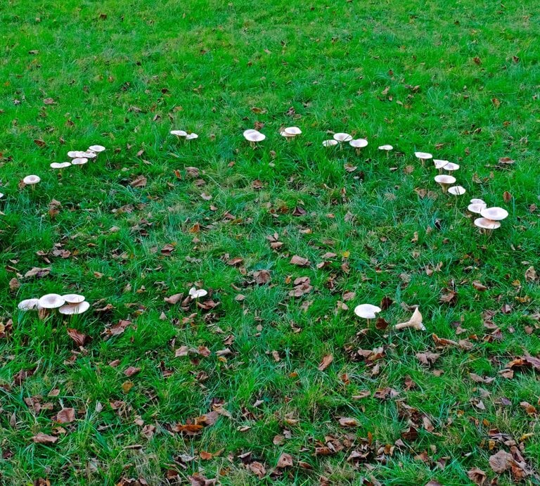 Auf einer grünen Wiese bilden weiße Pilze einen Hexenring im Garten. | © AdobeStock/Supratchai