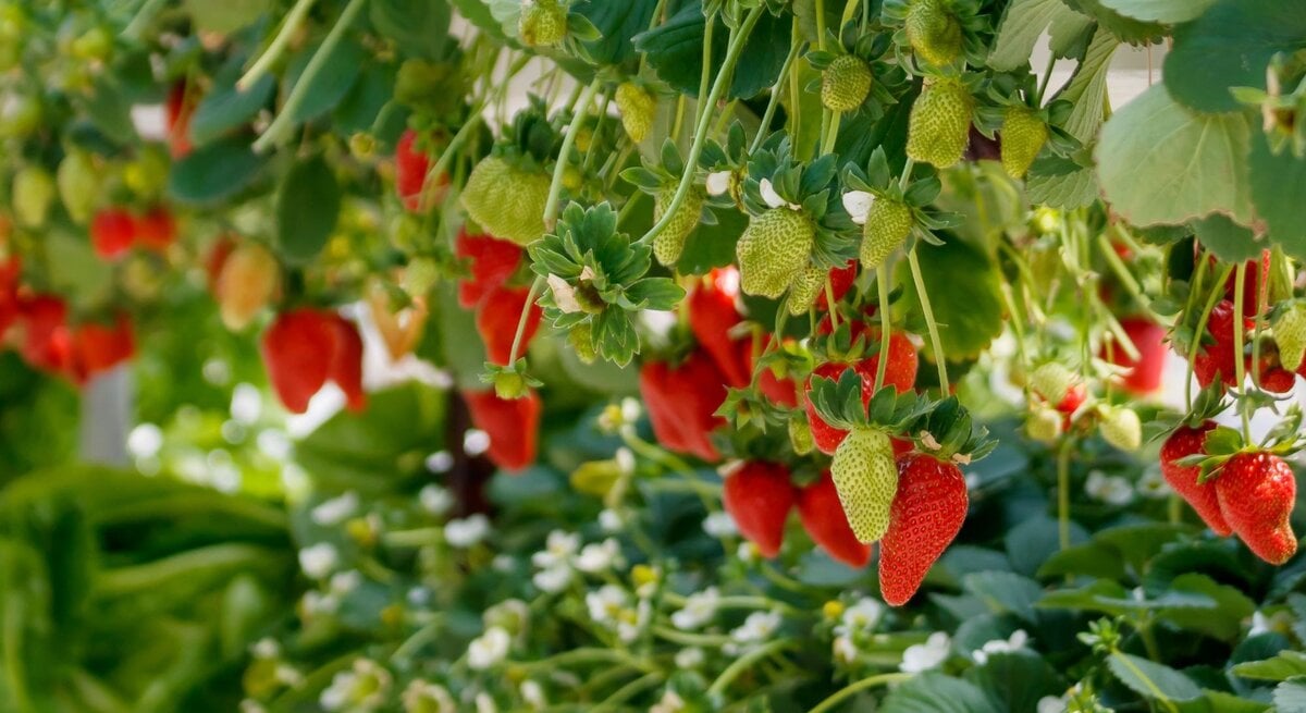Reife und unreife Erdbeeren hängen an grünen Pflanzen, die in dichtem Laub und weißen Blüten eingebettet sind.