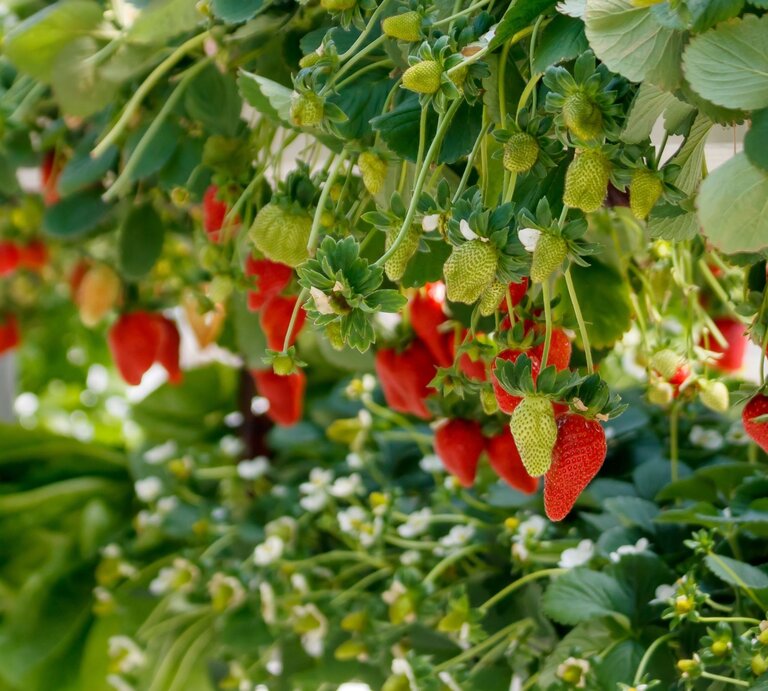 Reife und unreife Erdbeeren hängen an grünen Pflanzen, die in dichtem Laub und weißen Blüten eingebettet sind. | © Shutterstock/Olga Donchuk