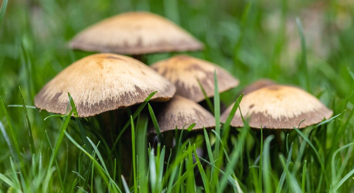 Fünf Pilze mit braunen Kappen und dunklen Rändern wachsen dicht nebeneinander im grünen Gras.