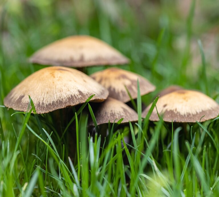 Fünf Pilze mit braunen Kappen und dunklen Rändern wachsen dicht nebeneinander im grünen Gras. | © Shutterstock/chuyuss