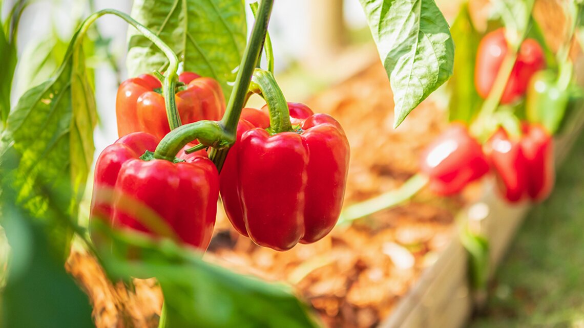 Paprika dngen: Abfall-Trick ist der beste Dnger fr eine gute Ernte