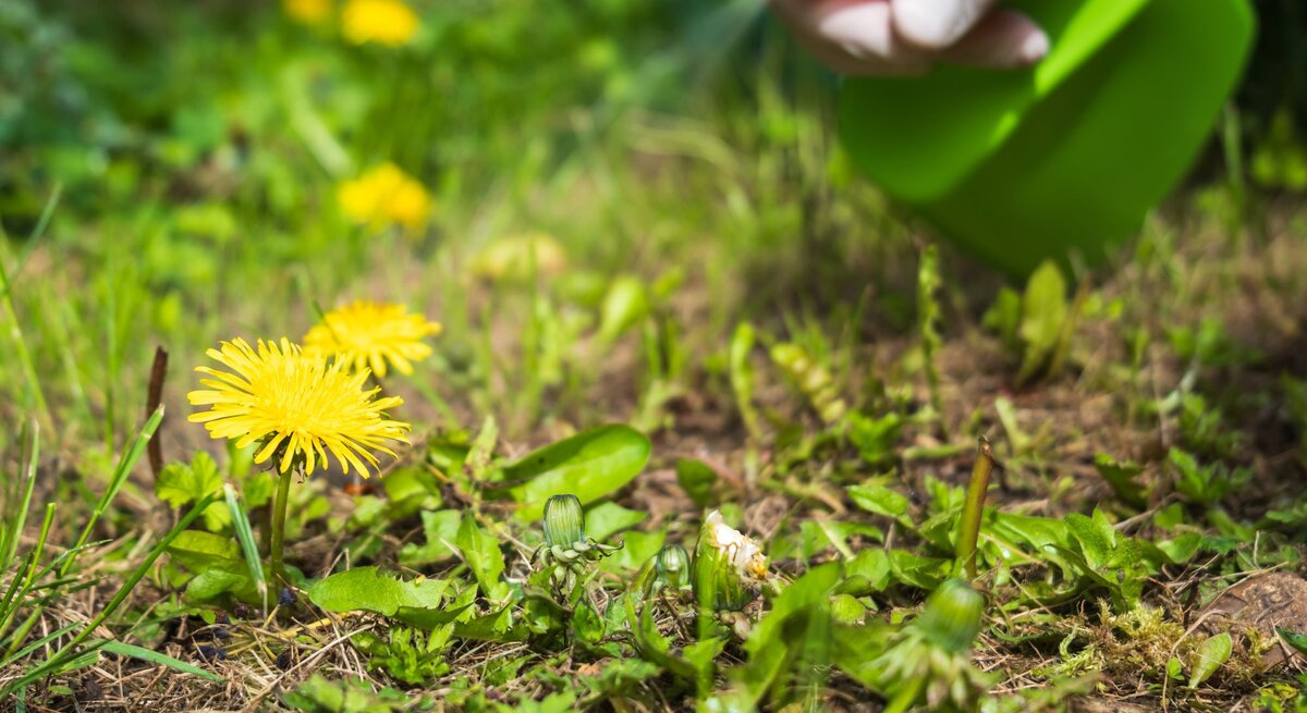 Person behandelt die Unkraut mit einer Spritzflasche. Im Fokus stehen zwei gelbe Löwenzahnblüten im Vordergrund auf einer grünen Wiese. Die Hand der Person hält die grün-orangefarbene Spritzflasche, die gerade das Herbizid auf die Unkräuter .